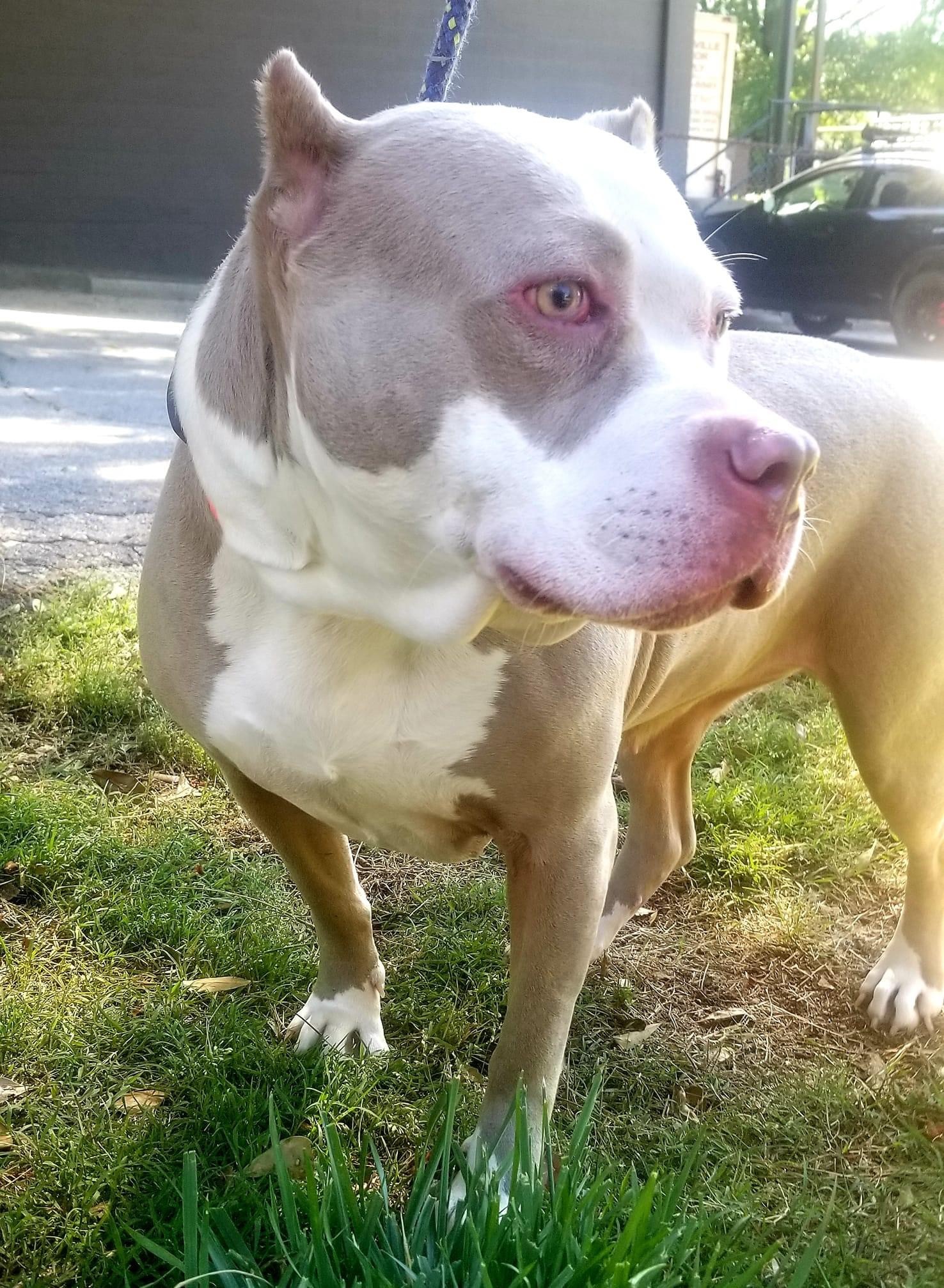 Kinsey, an adoptable American Staffordshire Terrier, American Bulldog in Gainesville, GA, 30501 | Photo Image 1