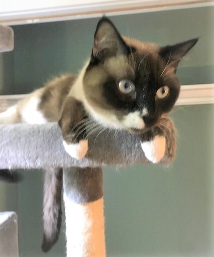 CHLOE - Gorgeous, Sweet, Soft, Fluffy, 18-Month-Old, Seal Point Snowshoe Siamese Girl! 2