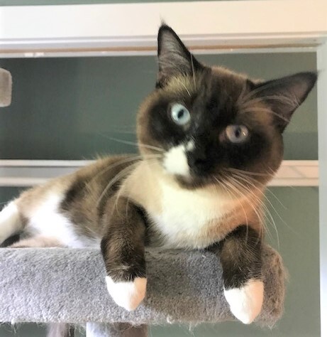 CHLOE - Gorgeous, Sweet, Soft, Fluffy, 18-Month-Old, Seal Point Snowshoe Siamese Girl! 3