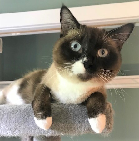 CHLOE - Gorgeous, Sweet, Soft, Fluffy, 18-Month-Old, Seal Point Snowshoe Siamese Girl! 4