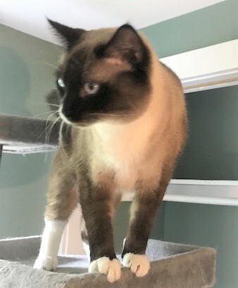 CHLOE - Gorgeous, Sweet, Soft, Fluffy, 18-Month-Old, Seal Point Snowshoe Siamese Girl! 5