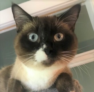 Chloe Gorgeous Sweet Soft Fluffy 18 Month Old Seal Point Snowshoe Siamese Girl detail page