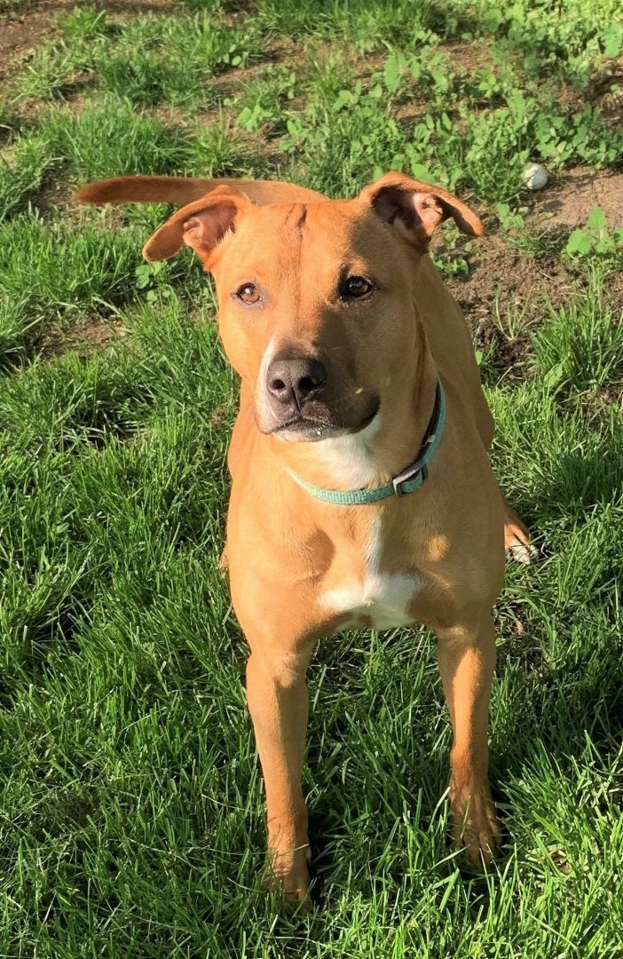 TROY, an adoptable Pit Bull Terrier, Staffordshire Bull Terrier in Westmont, IL, 60559 | Photo Image 1