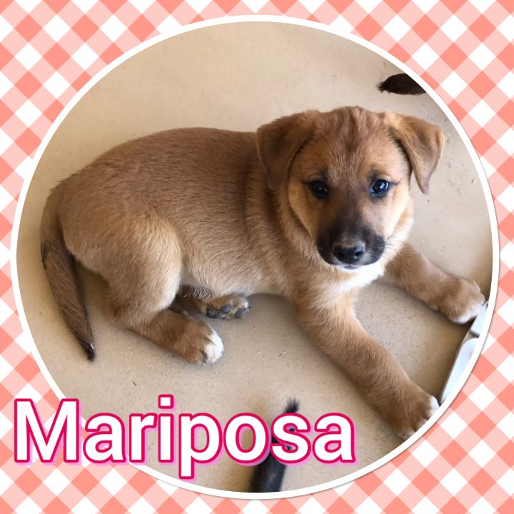 Dog For Adoption Mariposa A Shepherd In Tucson Az Petfinder