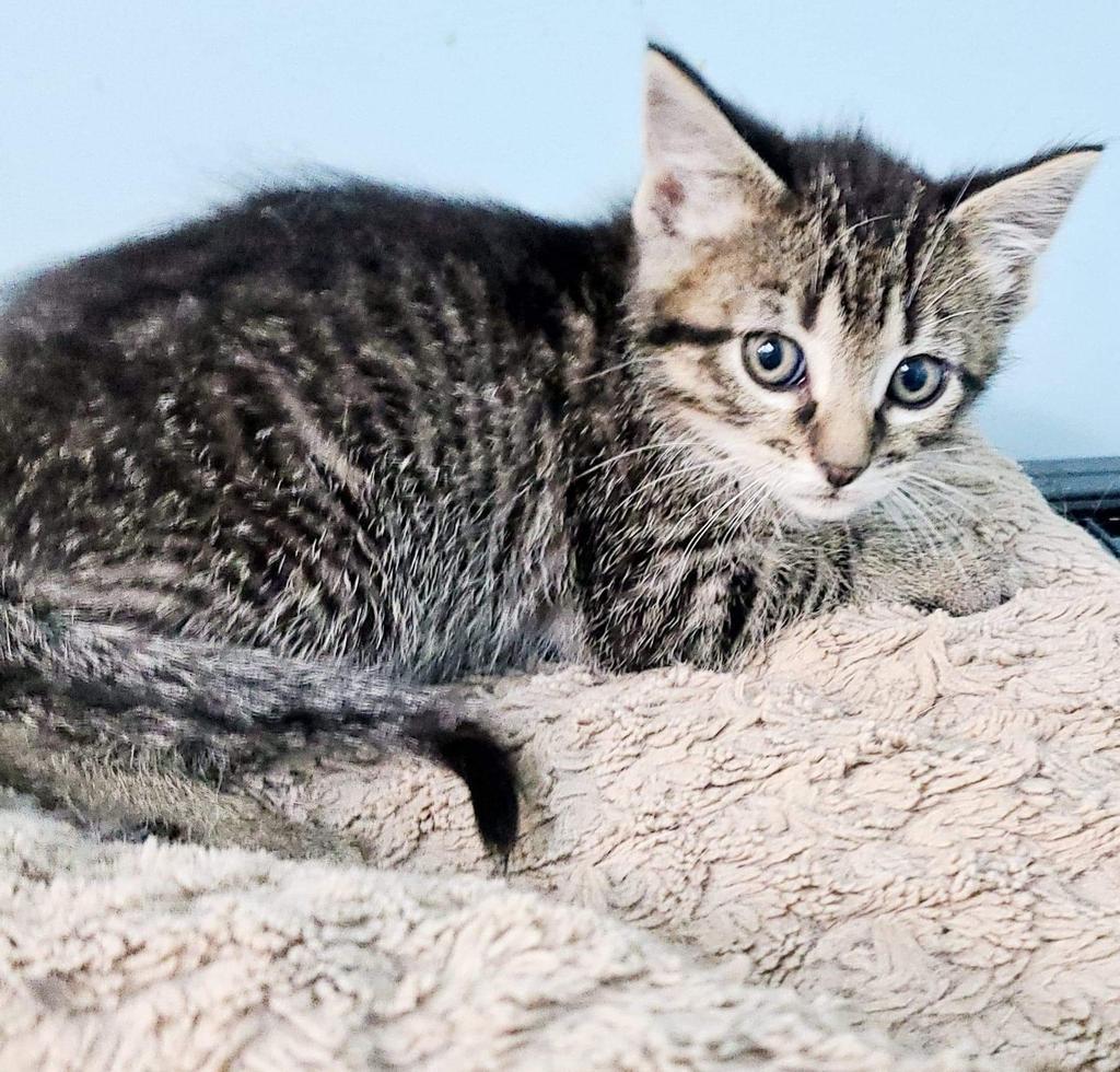 Rosemary, an adoptable Domestic Short Hair in Hastings, NE, 68901 | Photo Image 1