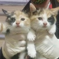 KITTENS!, a found Domestic Short Hair in New York, NY_image-1