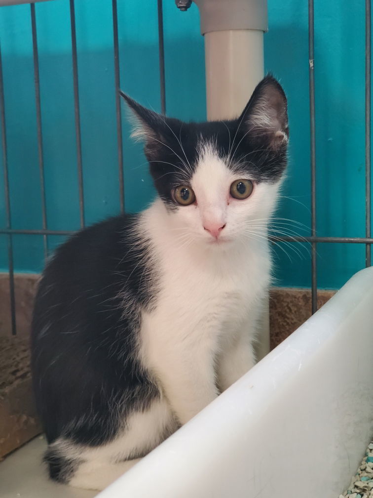 Ted, an adoptable American Shorthair in Naples, FL, 34116 | Photo Image 2