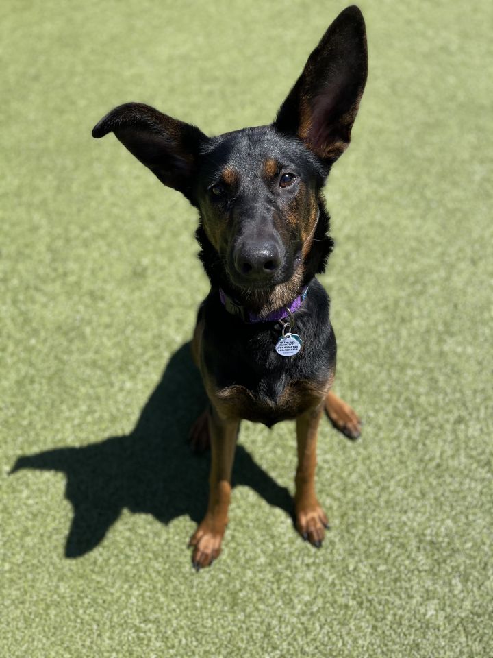 Baila, an adopted German Shepherd Dog Mix in Wauwatosa, WI_image-1