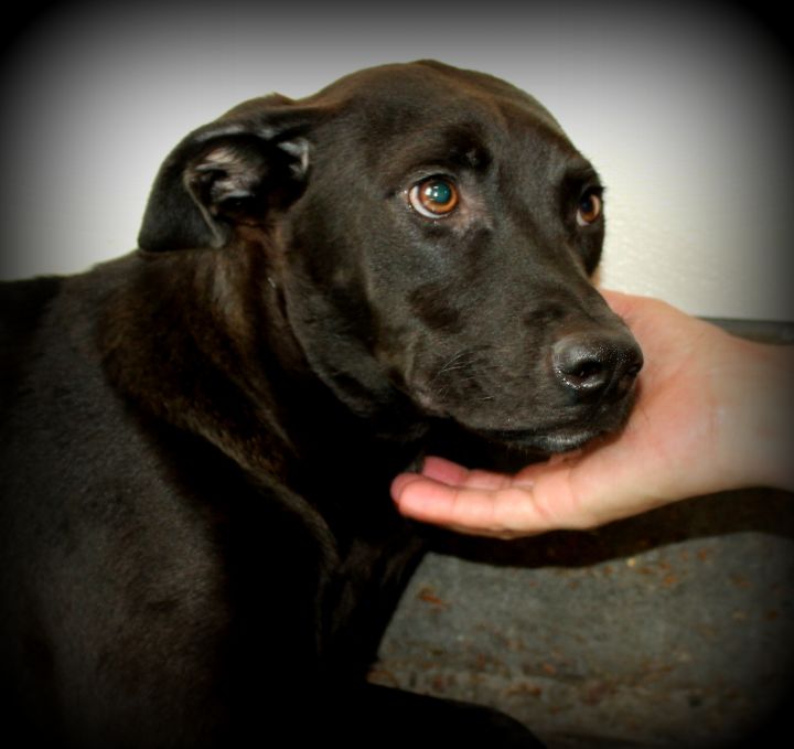 Dog For Adoption Waldo A Labrador Retriever Weimaraner Mix In Southbury Ct Petfinder