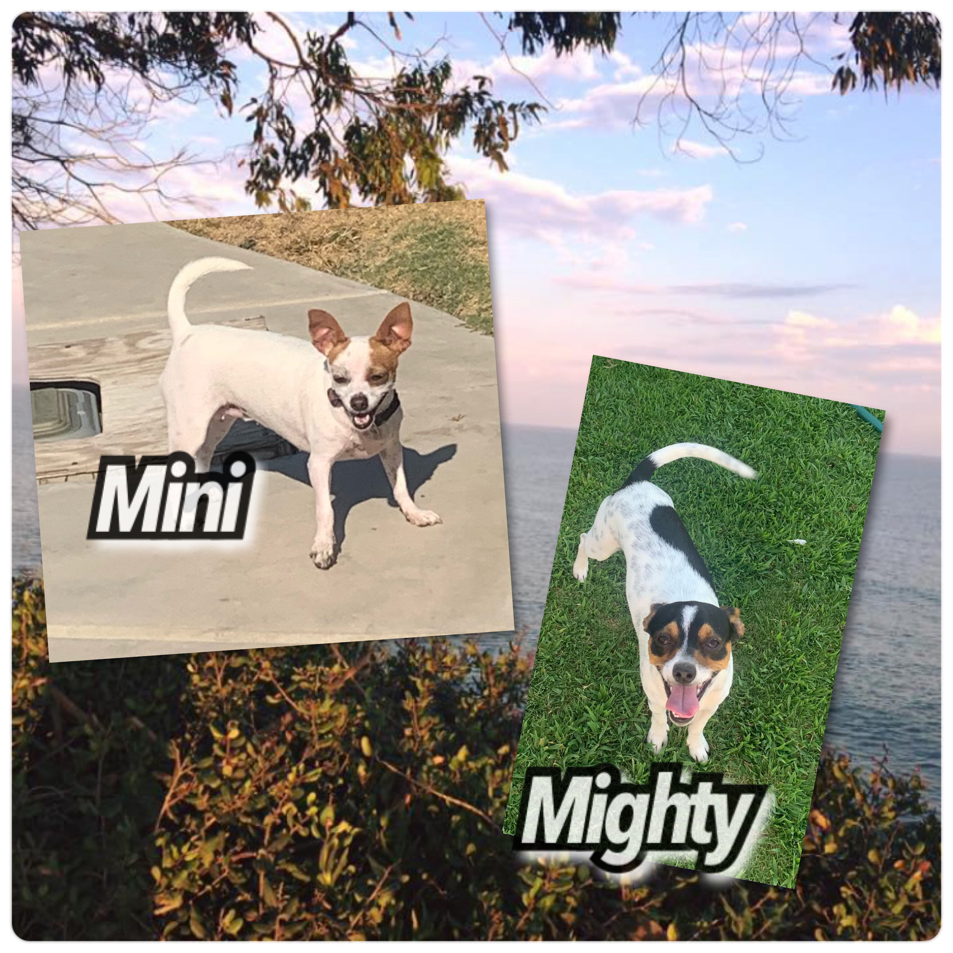 Mini and Mighty, an adoptable Jack Russell Terrier, Chihuahua in Bakersfield, CA, 93301 | Photo Image 1