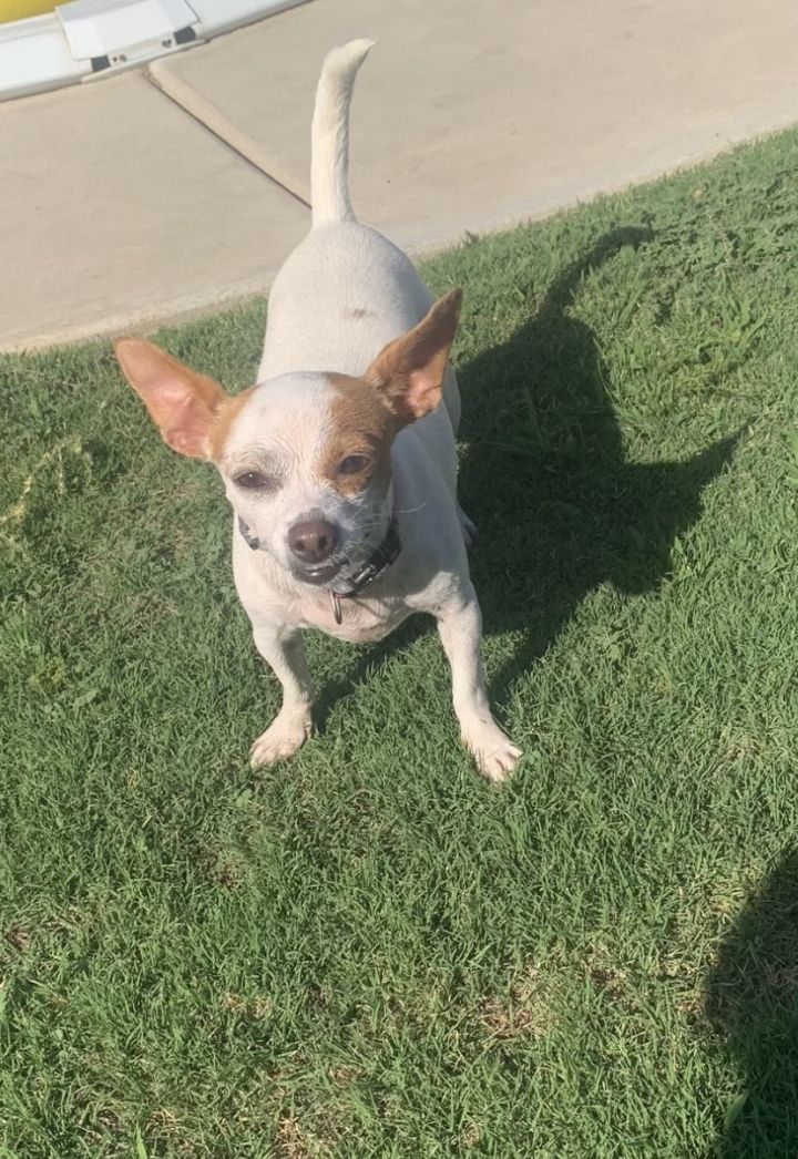 Mini jack russell sales chihuahua mix