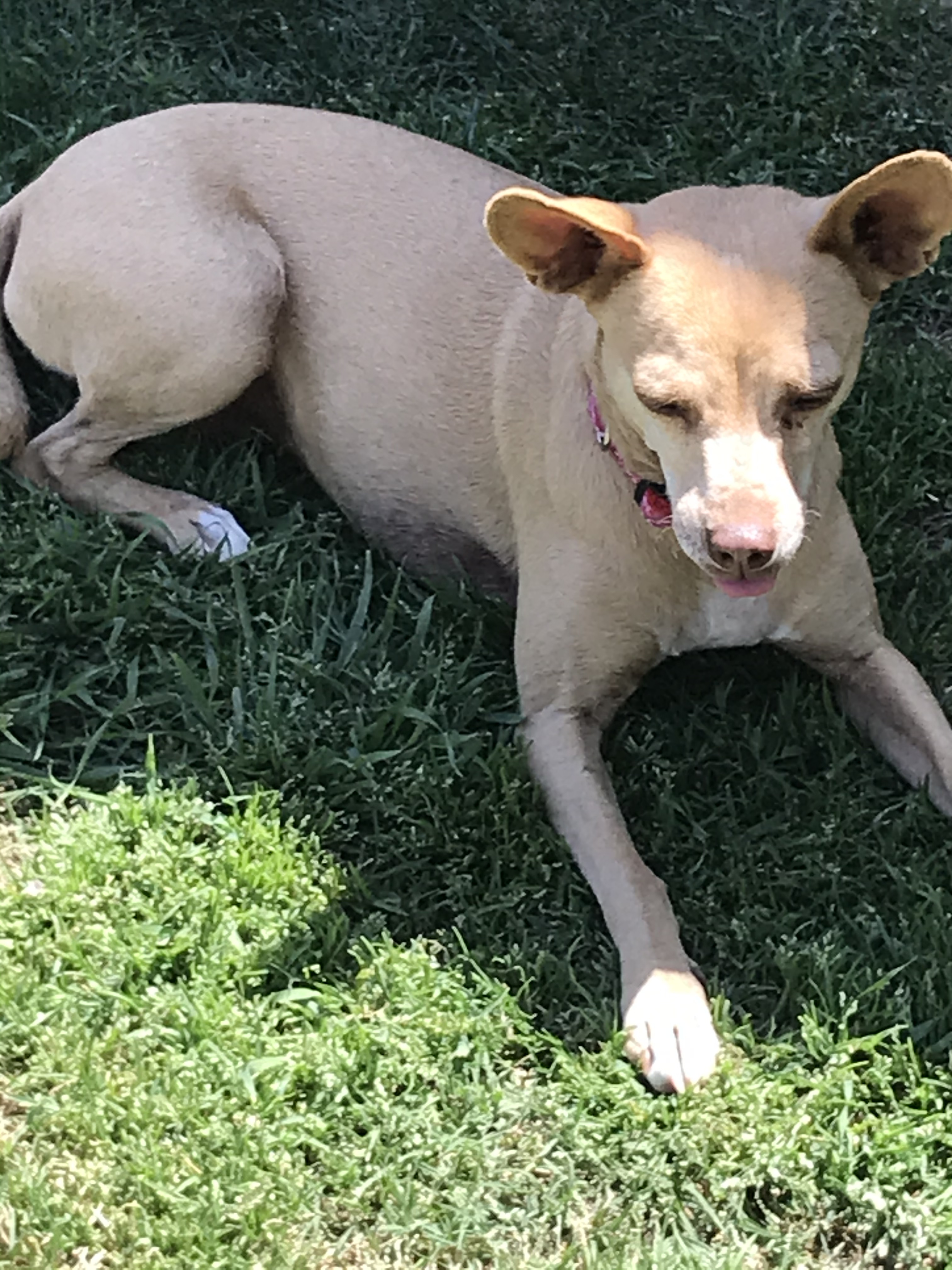 Lady, an adoptable Chihuahua in Bakersfield, CA, 93301 | Photo Image 2