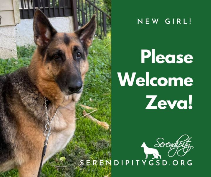 Zeva, an adoptable German Shepherd Dog in Chesterfield, MO_image-4