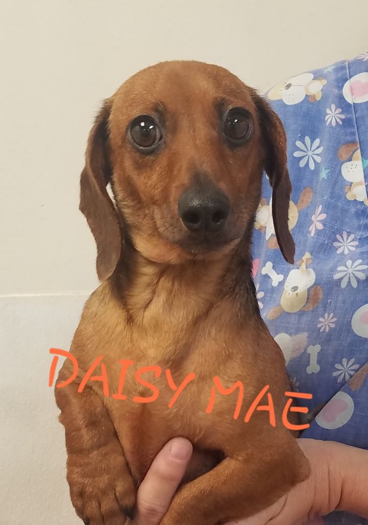 Dog For Adoption Daisy Mae A Miniature Dachshund Mix In Ahoskie Nc Petfinder