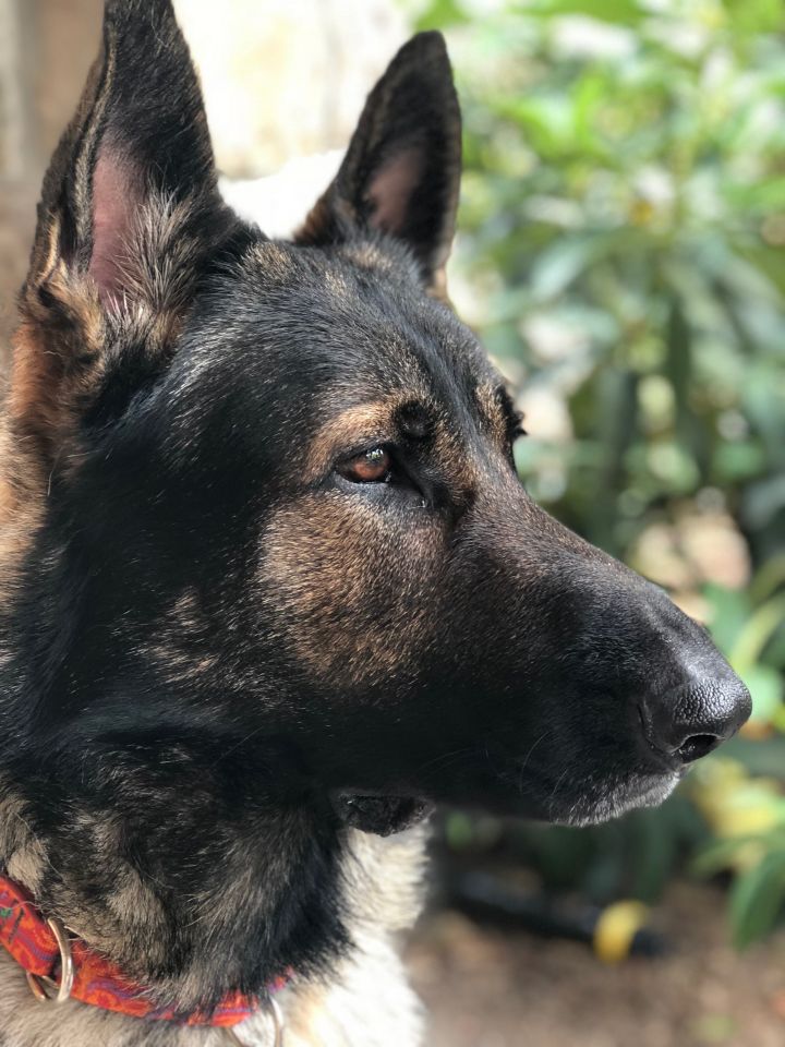 Dog For Adoption Zeus A German Shepherd Dog In Seattle Wa Petfinder