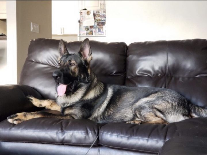 Dog For Adoption Zeus A German Shepherd Dog In Seattle Wa Petfinder