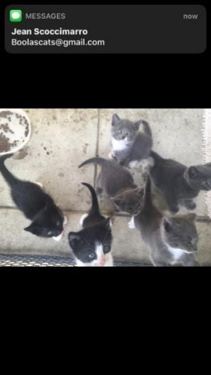 6 kittens