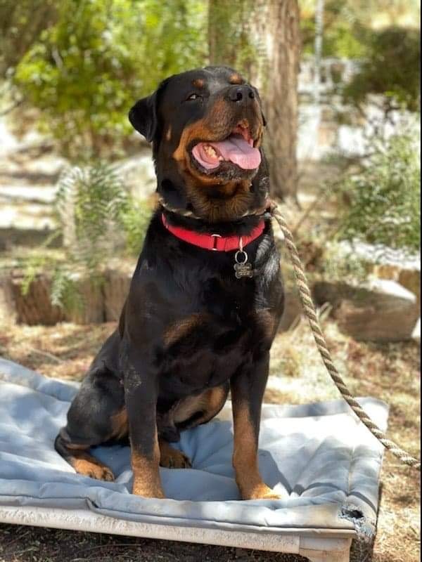 Rocky, an adoptable Rottweiler in Thatcher, AZ_image-1