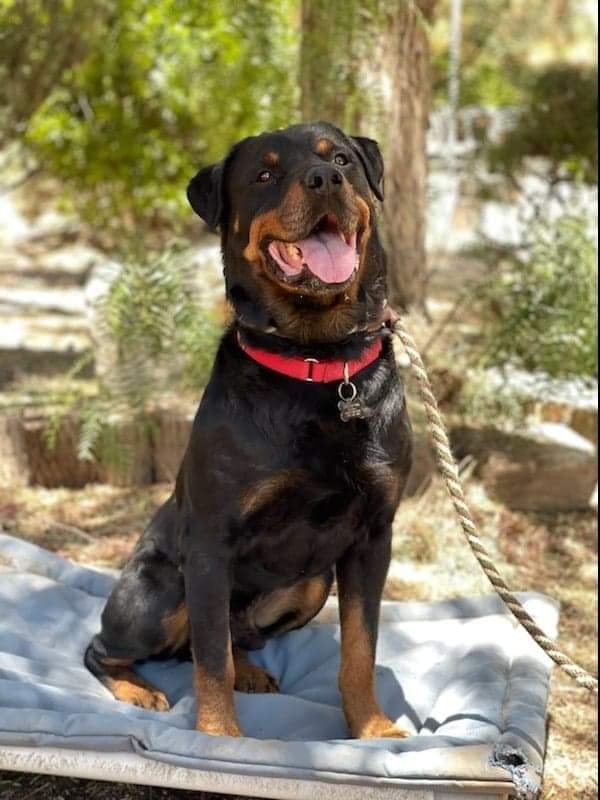 Rocky, an adoptable Rottweiler in Thatcher, AZ_image-2