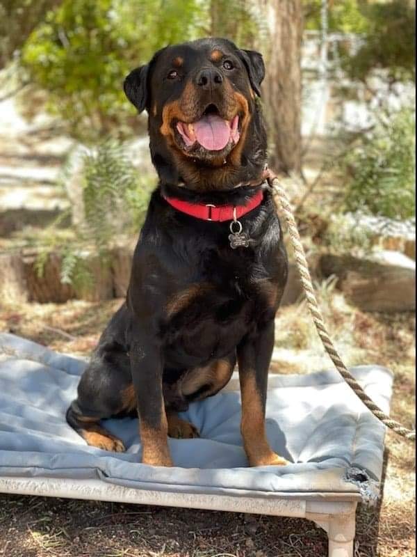 Rocky, an adoptable Rottweiler in Thatcher, AZ, 85552 | Photo Image 3
