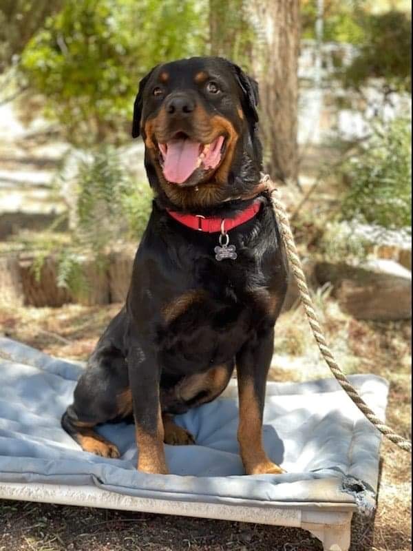 Rocky, an adoptable Rottweiler in Thatcher, AZ, 85552 | Photo Image 4