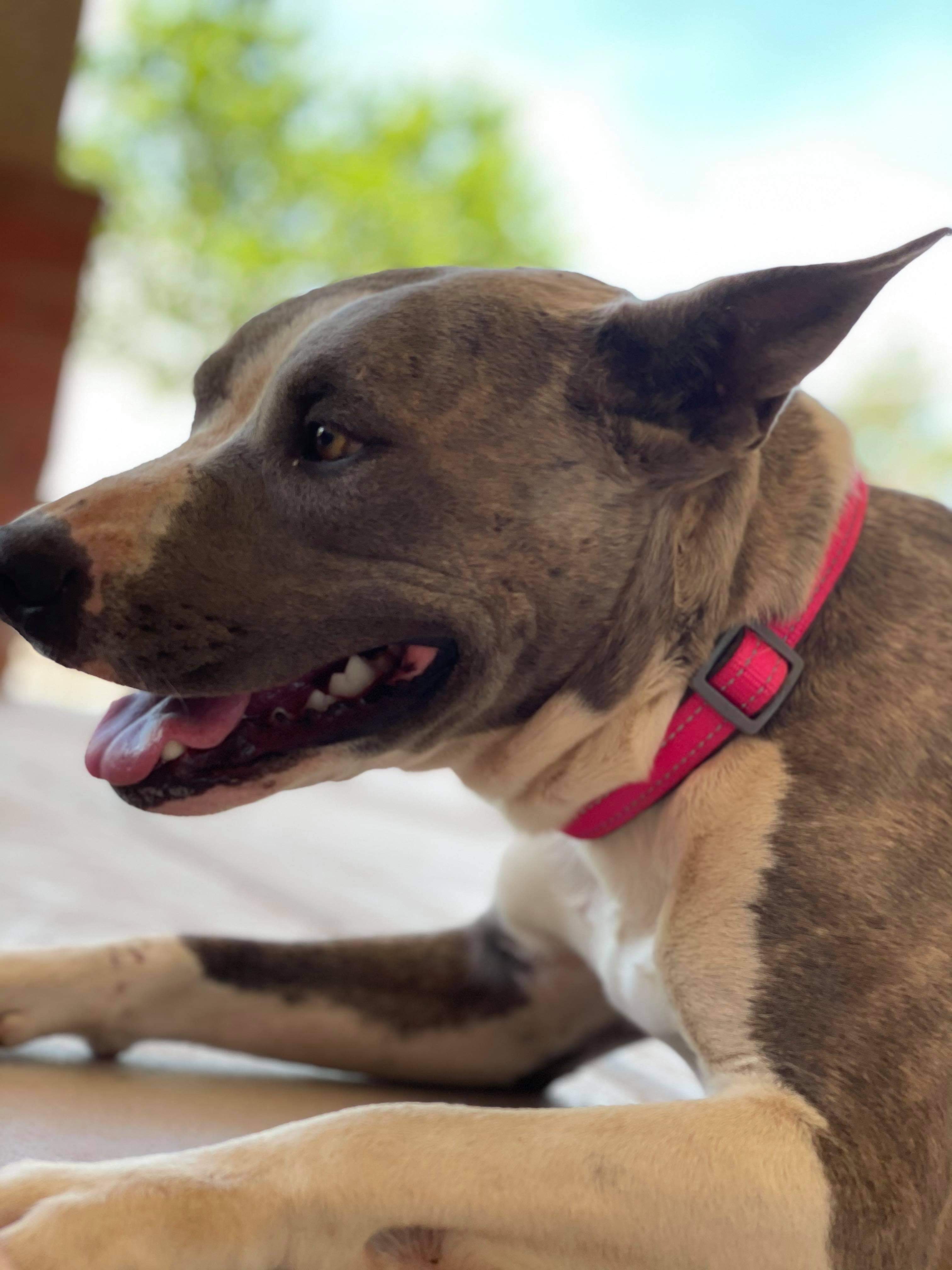 Lily, an adoptable Australian Cattle Dog / Blue Heeler, Pit Bull Terrier in Thatcher, AZ, 85552 | Photo Image 2