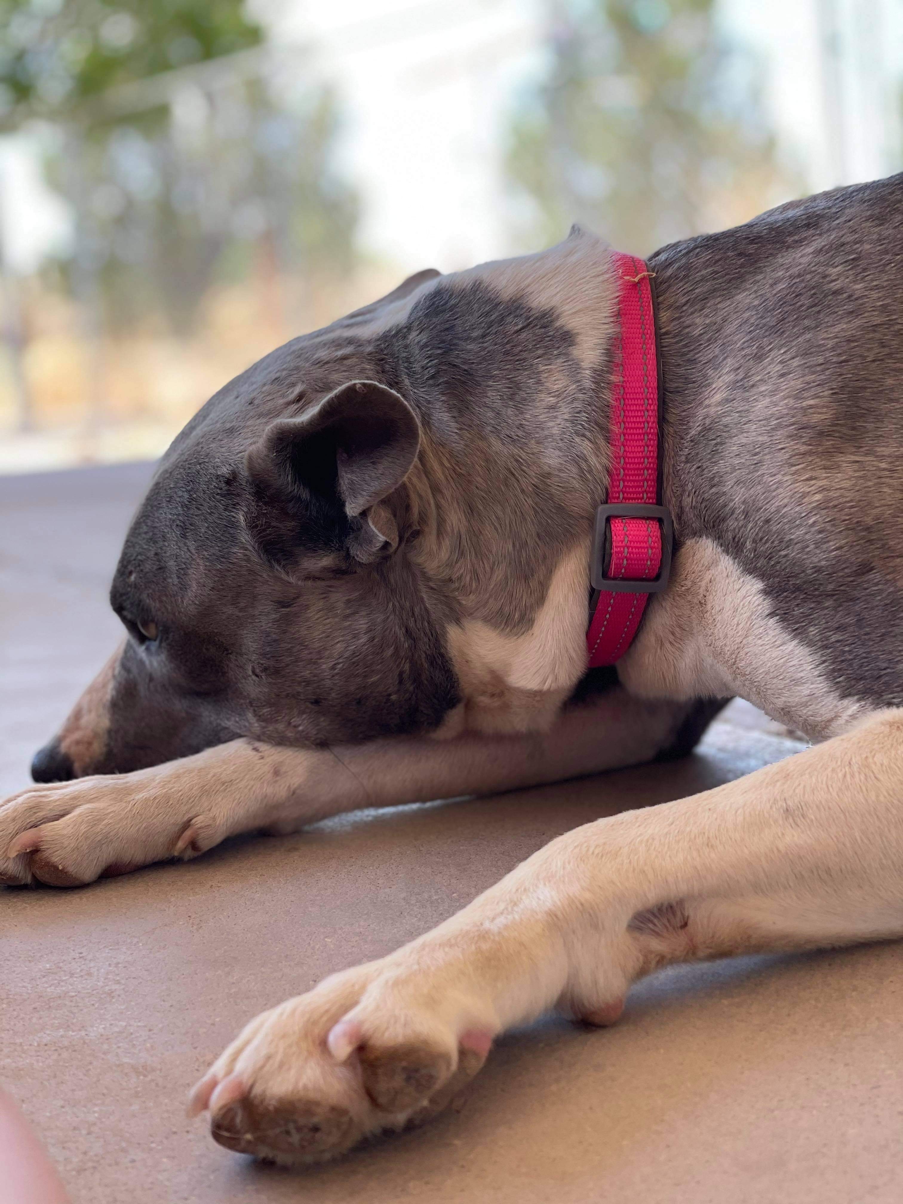 Lily, an adoptable Australian Cattle Dog / Blue Heeler, Pit Bull Terrier in Thatcher, AZ, 85552 | Photo Image 3