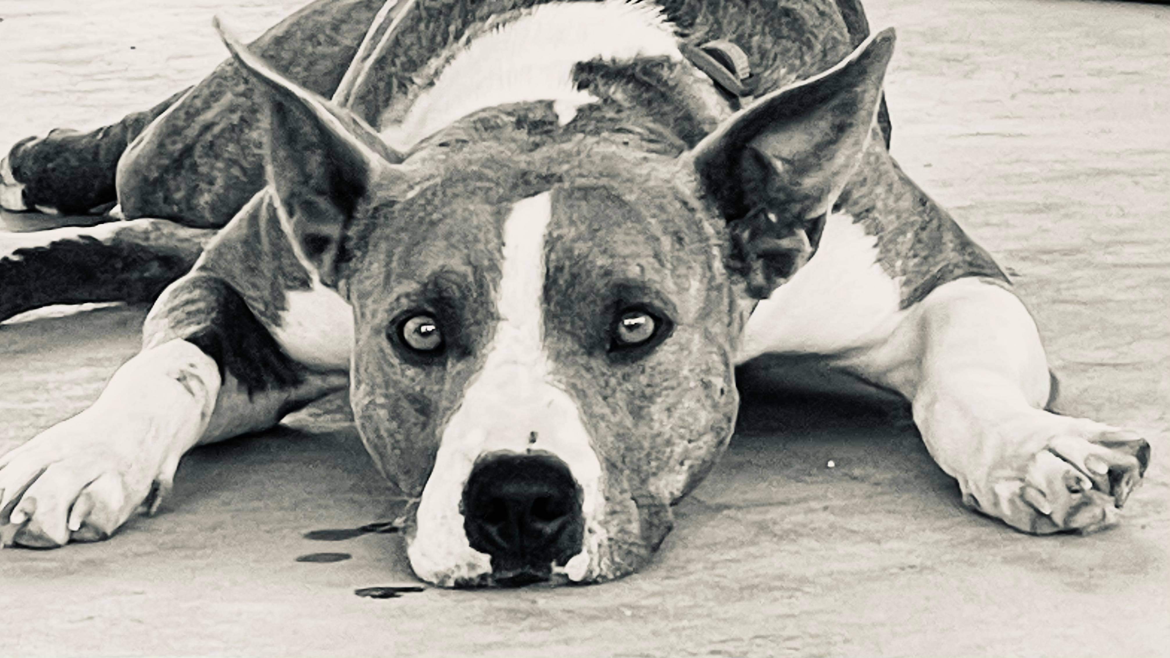 Lily, an adoptable Australian Cattle Dog / Blue Heeler, Pit Bull Terrier in Thatcher, AZ, 85552 | Photo Image 5