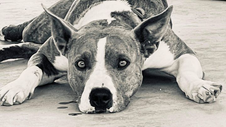 Lily, an adoptable Australian Cattle Dog / Blue Heeler & Pit Bull Terrier Mix in Thatcher, AZ_image-5