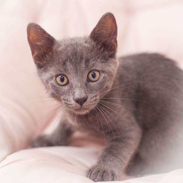Pavlo, an adopted Domestic Short Hair & Russian Blue Mix in Ponte Vedra, FL_image-1