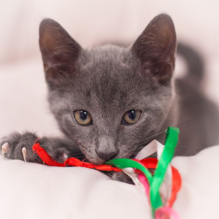 Pavlo, an adopted Domestic Short Hair & Russian Blue Mix in Ponte Vedra, FL_image-2