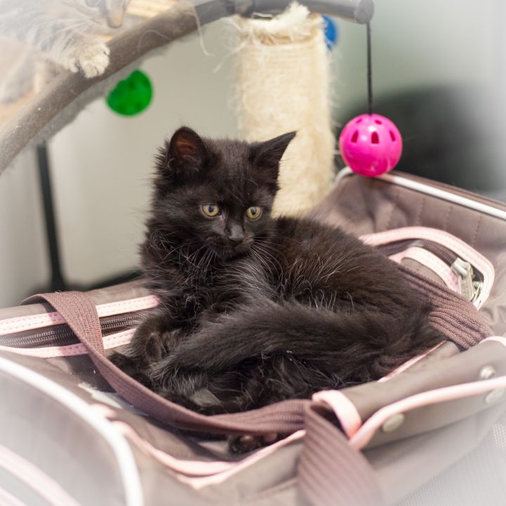 Adele, an adopted Domestic Long Hair & Maine Coon Mix in Ponte Vedra, FL_image-3