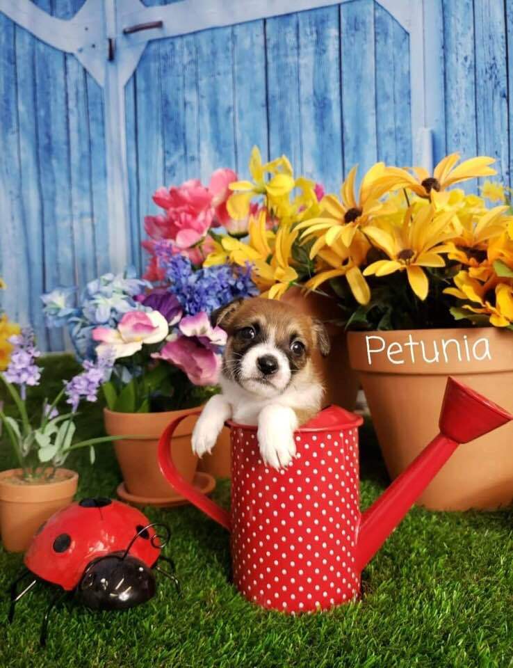 Petunia detail page
