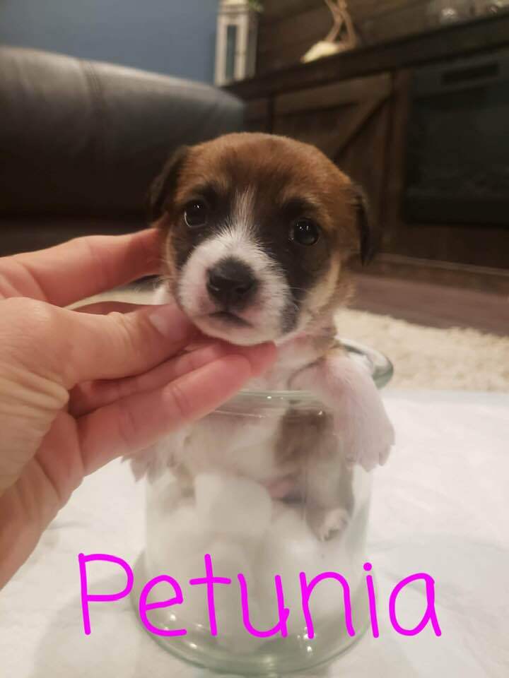 Petunia 2