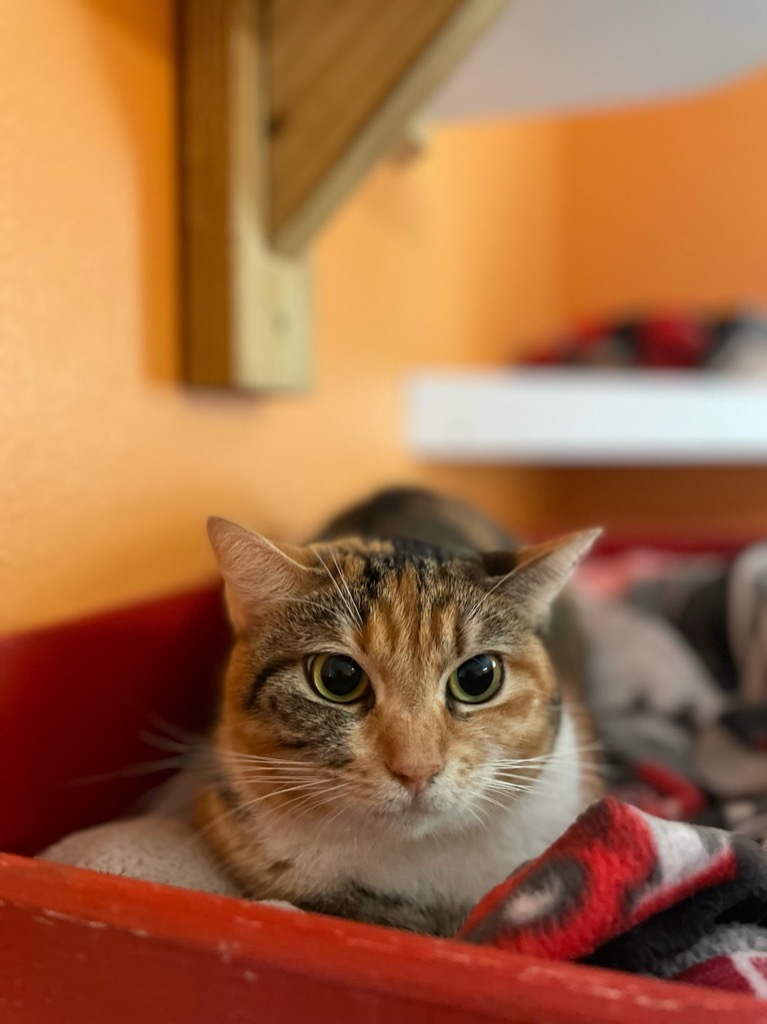 Sarah, an adoptable Calico in Fulton, TX, 78358 | Photo Image 1