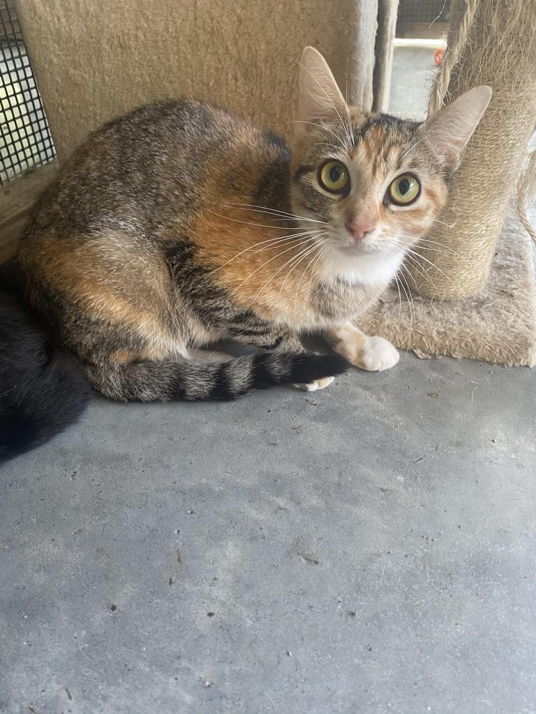 Sarah, an adoptable Calico in Fulton, TX, 78358 | Photo Image 2