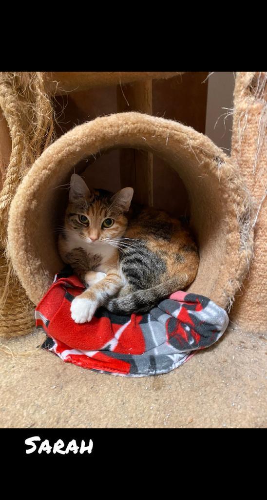 Sarah, an adoptable Calico in Fulton, TX, 78358 | Photo Image 3