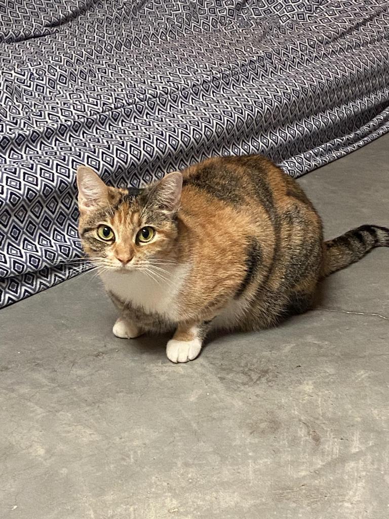 Sarah, an adoptable Calico in Fulton, TX, 78358 | Photo Image 5