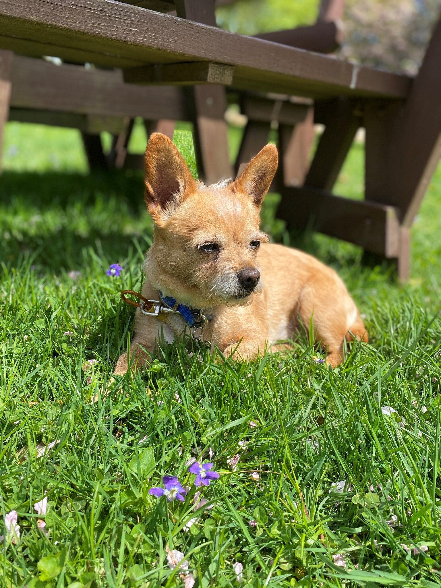 Woody - Resident Angel (Permanent Sanctuary Foster), an adoptable Chihuahua, Cairn Terrier in Quentin, PA, 17083 | Photo Image 2