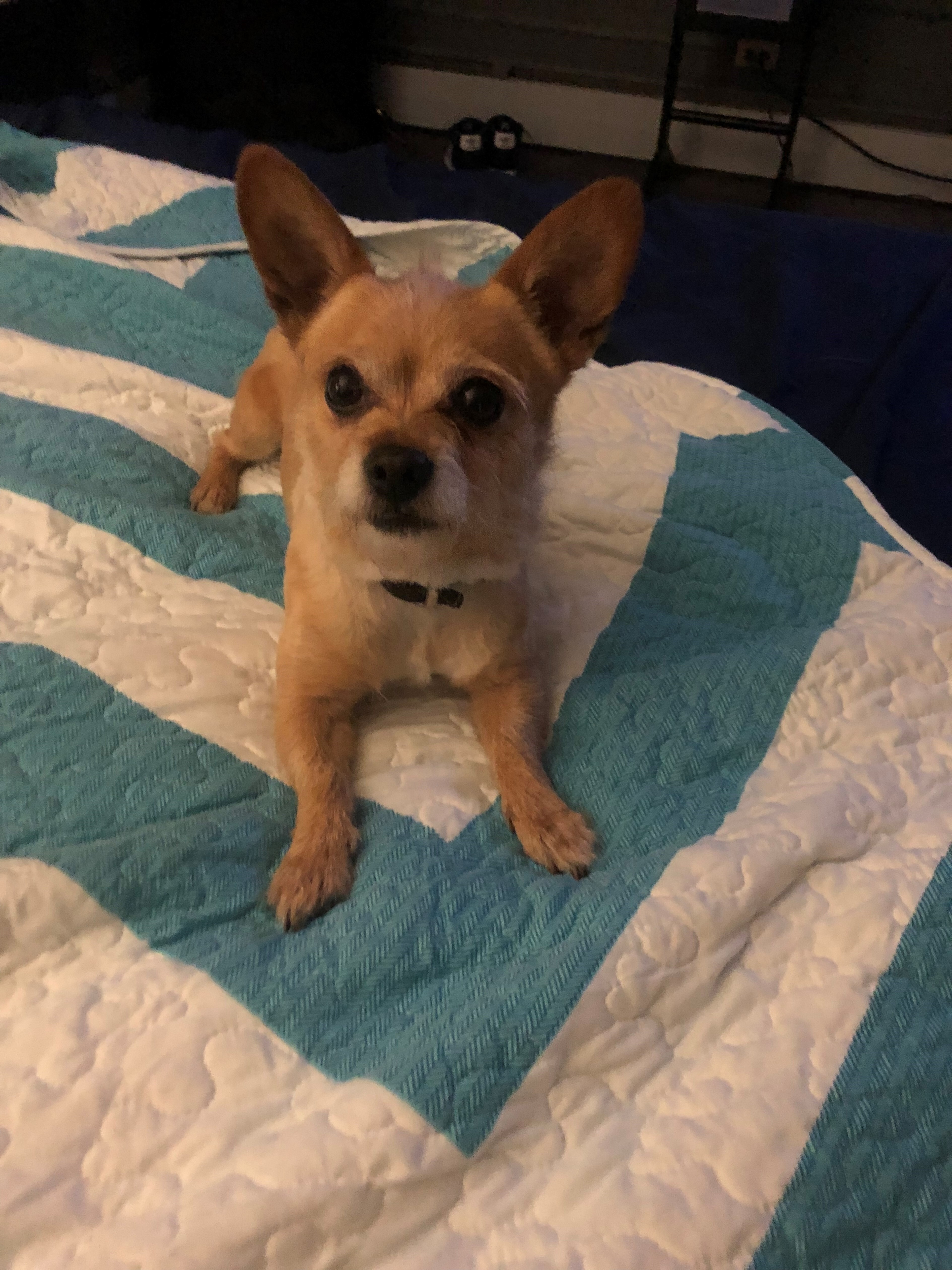 Woody - Resident Angel (Permanent Sanctuary Foster), an adoptable Chihuahua, Cairn Terrier in Quentin, PA, 17083 | Photo Image 3