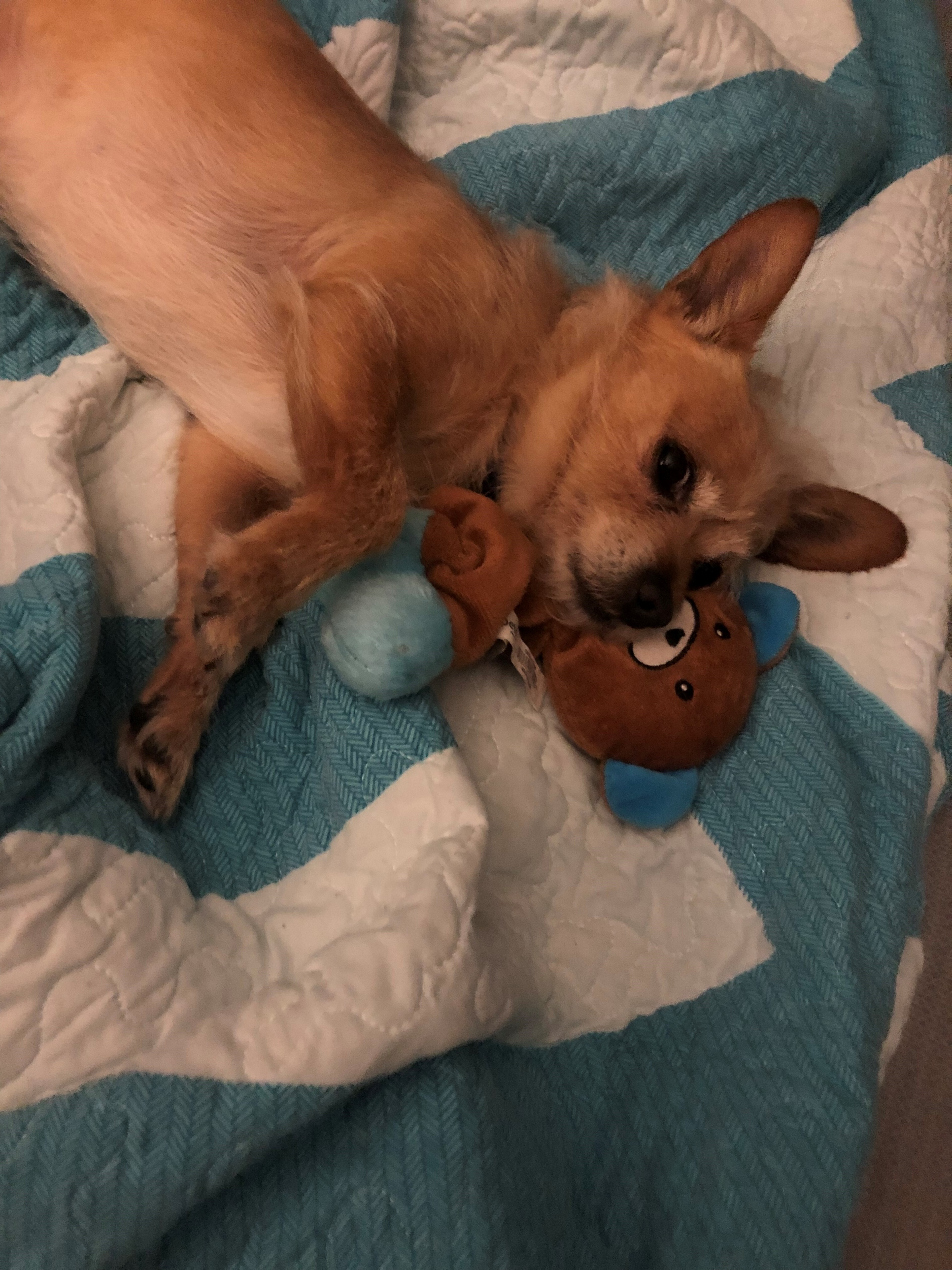 Woody - Resident Angel (Permanent Sanctuary Foster), an adoptable Chihuahua, Cairn Terrier in Quentin, PA, 17083 | Photo Image 4