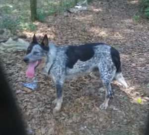 Gavin Cattle Dog Dog