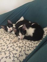 Hamish & Orkney (BONDED PAIR) 1