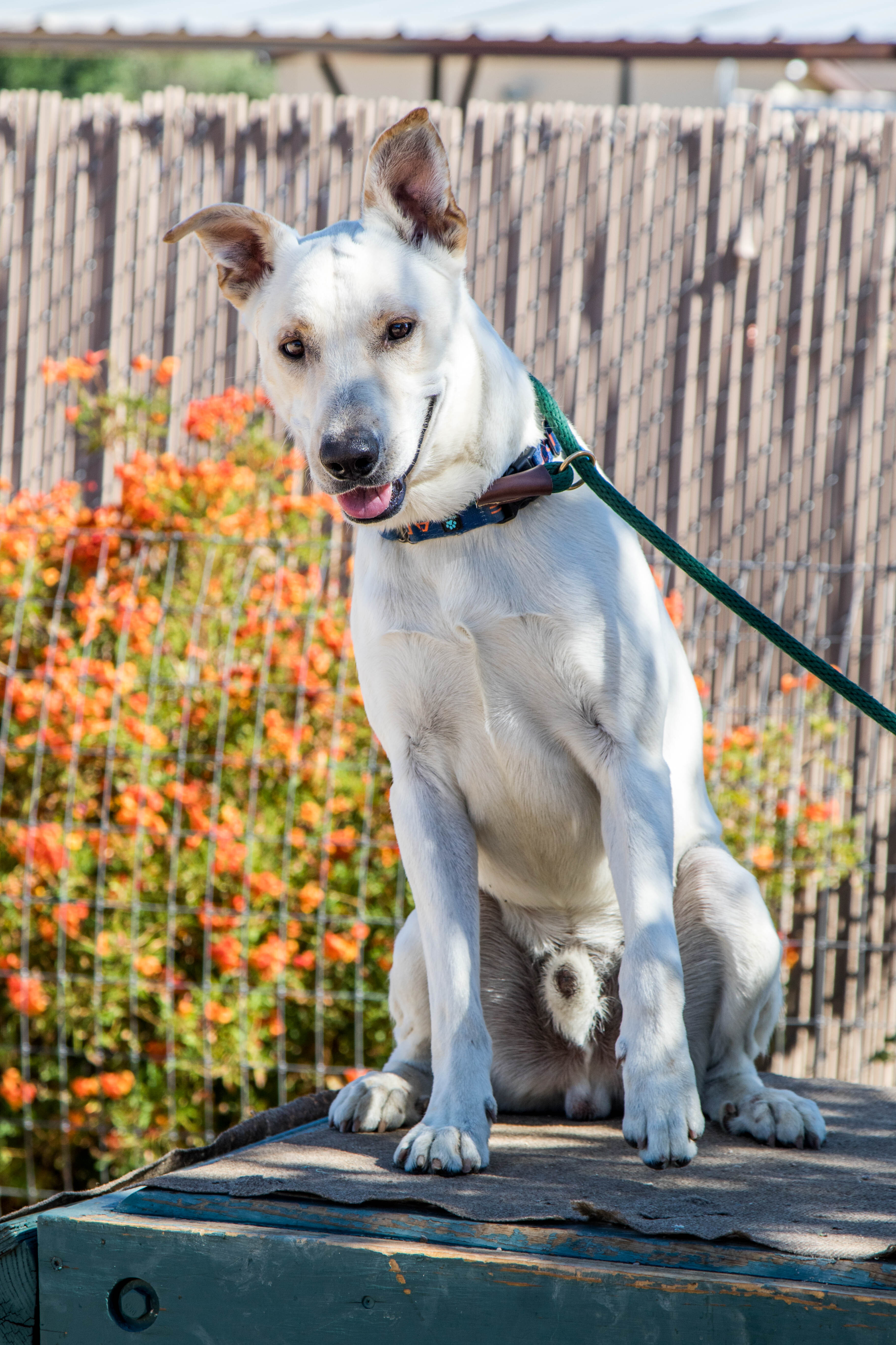 Odin, an adoptable German Shepherd Dog, Labrador Retriever in Glendale, AZ, 85308 | Photo Image 2