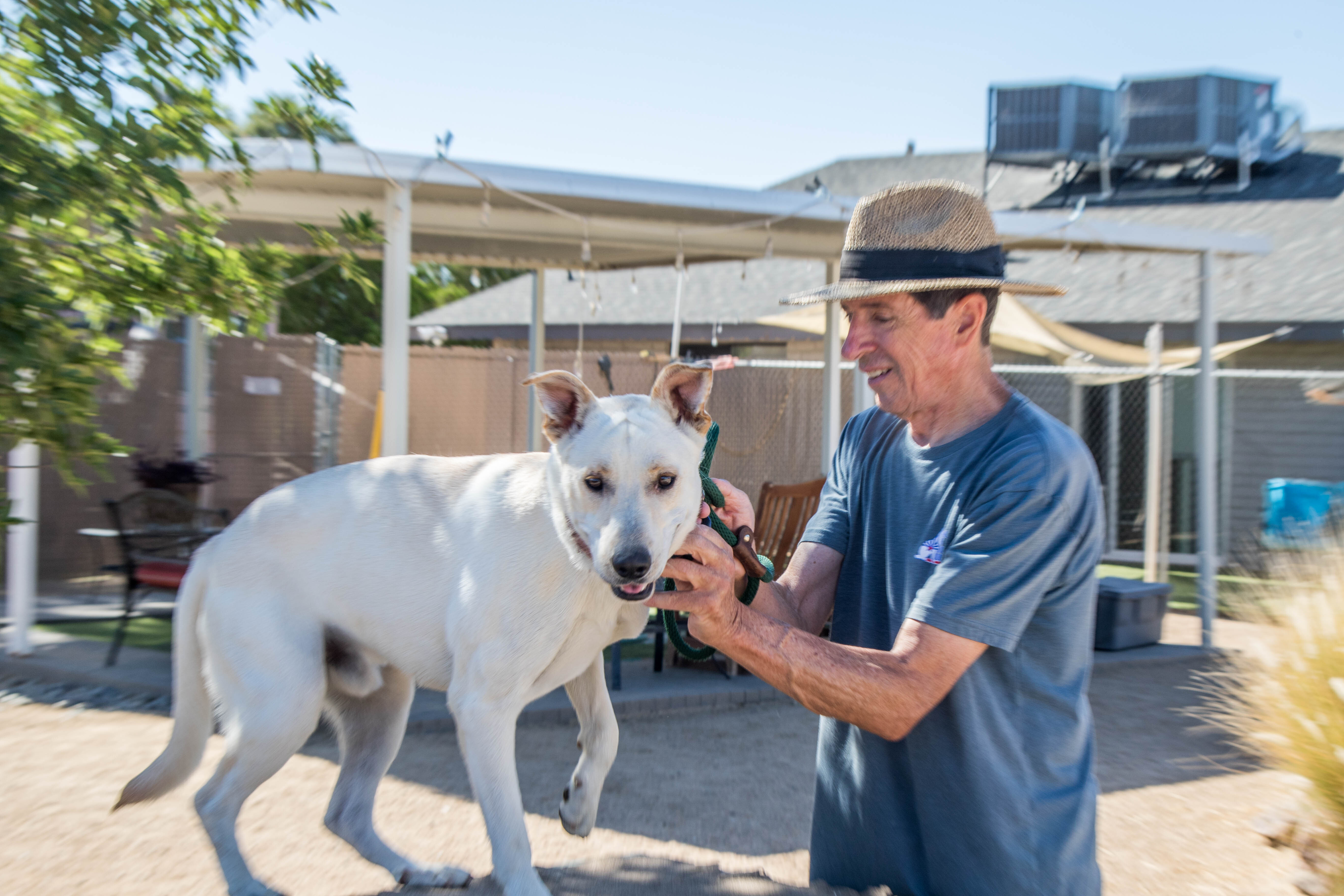 Odin, an adoptable German Shepherd Dog, Labrador Retriever in Glendale, AZ, 85308 | Photo Image 3
