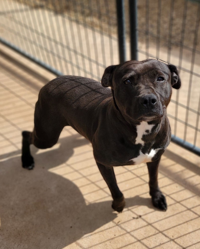 Mocha, an adoptable Pit Bull Terrier in Crosbyton, TX, 79322 | Photo Image 1