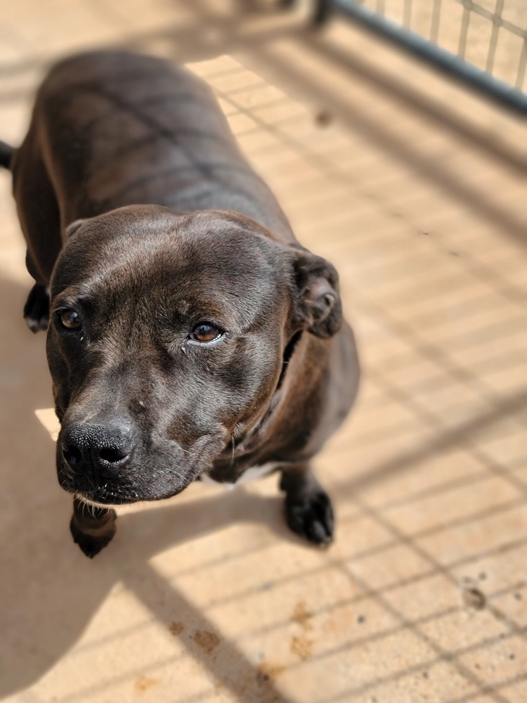 Mocha, an adoptable Pit Bull Terrier in Crosbyton, TX, 79322 | Photo Image 2