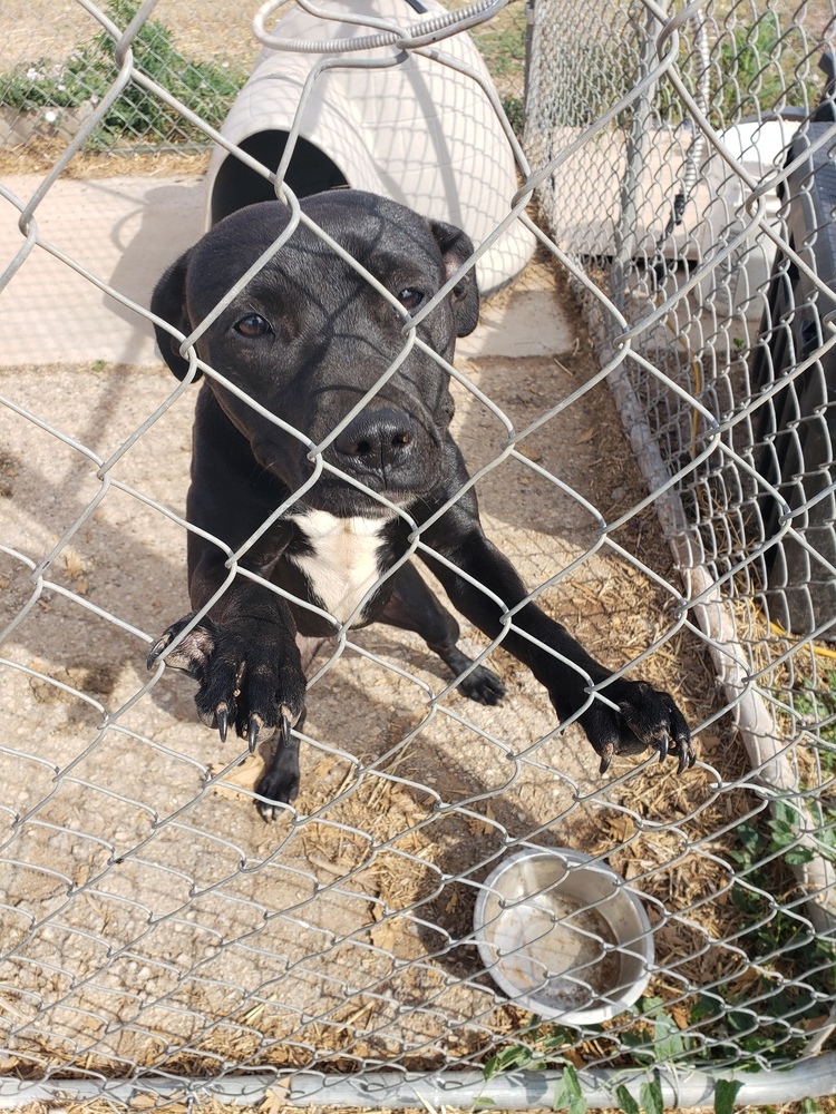 Mocha, an adoptable Pit Bull Terrier in Crosbyton, TX, 79322 | Photo Image 3