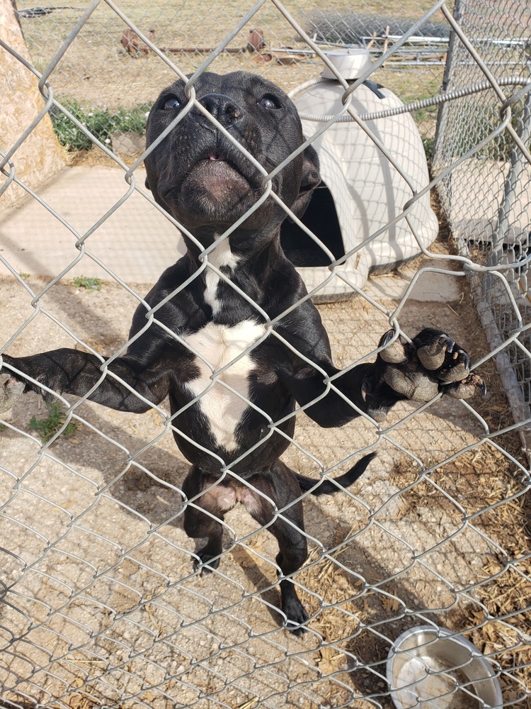 Mocha, an adoptable Pit Bull Terrier in Crosbyton, TX, 79322 | Photo Image 4