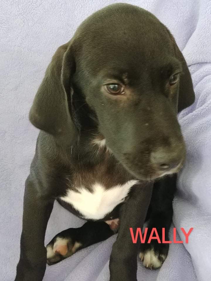 Wally 1
